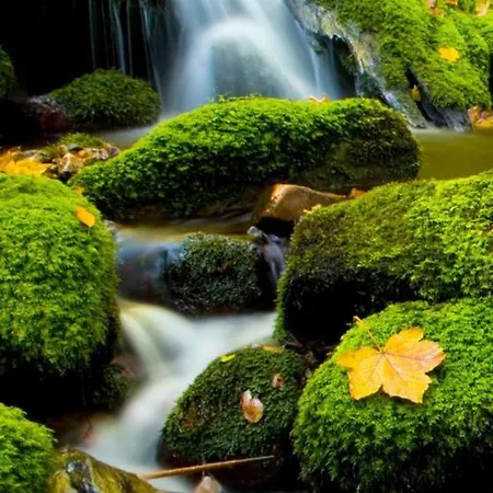 Arenas De Cabrales- فندق 2*